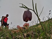 51 Fritillaria  (Fritillaria meleagris) poco sotto la cima del Cancervo 